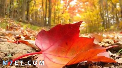 Photo of ما هي أنواع أوراق الشجر وما سبب تغير لونها وتساقطها في فصل الخريف