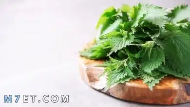 Photo of أمور يجب مراعاتها عند التعامل مع عشبة القراص