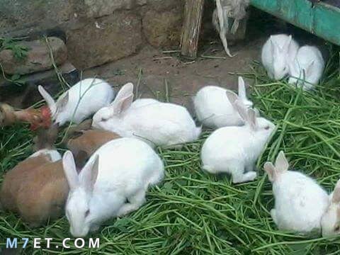 كيفية تربية الأرانب للمبتدئين