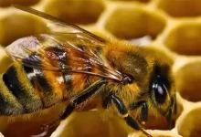 Photo of ما هي خلية النحل