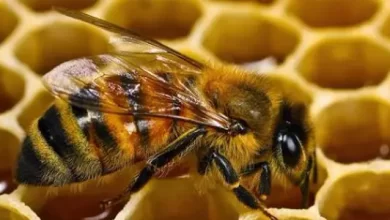 Photo of ما هي خلية النحل