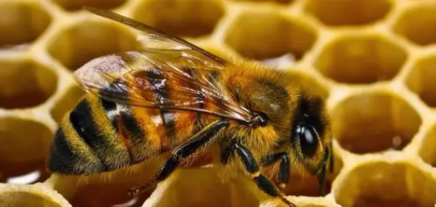 ما هي خلية النحل