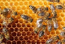 Photo of ما هي لغة التخاطب عند النحل