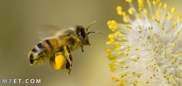 ما هي لغة التخاطب عند النحل