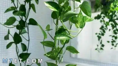 Photo of تعرف على أشهر أنواع نباتات الظل المتسلقة