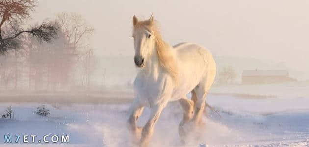 معلومات قيمة حول الحصان الأبيض 