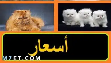 Photo of سعر قطط شيرازي بالدولار