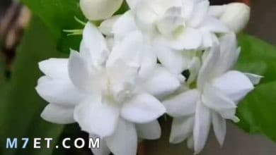 Photo of اجمل عبارات صباح الياسمين للأهل والأصدقاء
