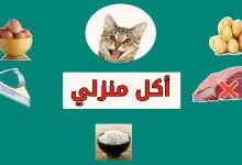Photo of طعام القطط المنزلية