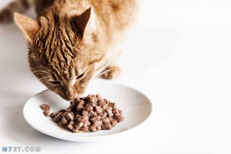 طعام القطط المنزلية
