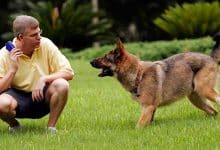 Photo of كيف يتم تدريب الكلاب على الطاعة