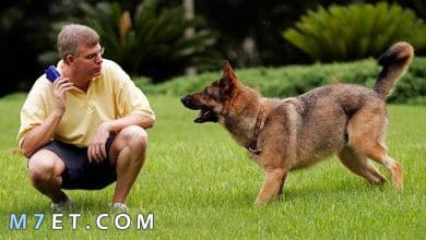 Photo of كيف يتم تدريب الكلاب على الطاعة