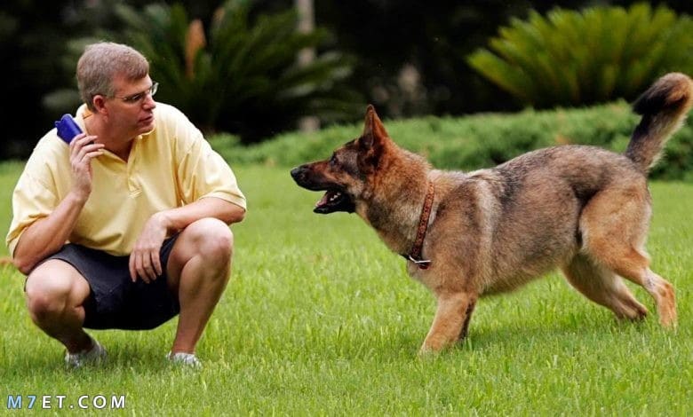 كيف يتم تدريب الكلاب على الطاعة