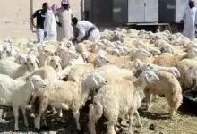 Photo of متى ينزل دعم المواشي هذا الشهر