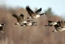 Photo of ما لا تعرفه عن هجرة الطيور