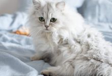 Photo of أشكال القطط الرومي