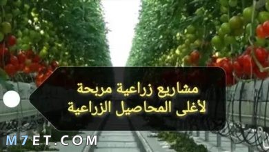 Photo of المحاصيل الزراعية الاكثر ربحا فى مصر