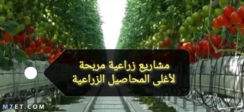 المحاصيل الزراعية الاكثر ربحا فى مصر