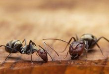 Photo of النمل الأسود وأشهر أنواعه