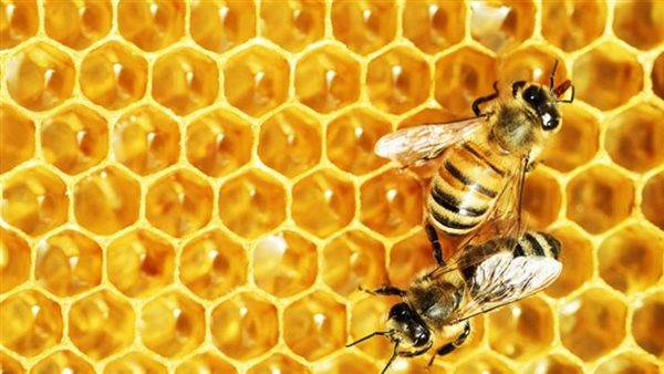عسل النحل في المنام