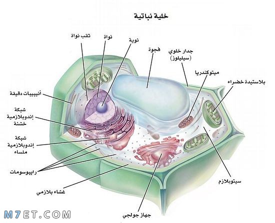 تركيب الخلية ومكوناتها المتعددة