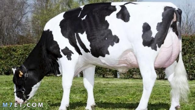 أنواع البقر الحلوب