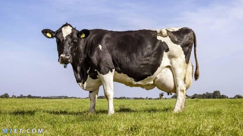 أنواع البقر الحلوب