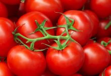 Photo of عدد السعرات في الطماطم