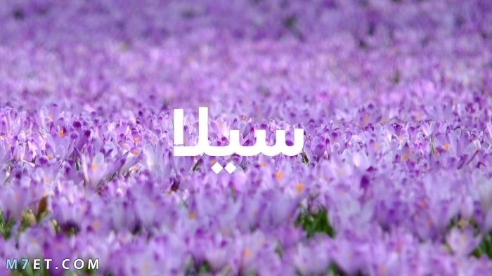 معنى اسم سيلا في الإسلام 