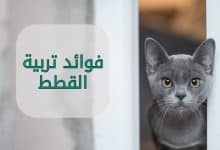 Photo of فوائد القطط في المنزل