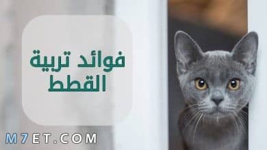 Photo of فوائد القطط في المنزل
