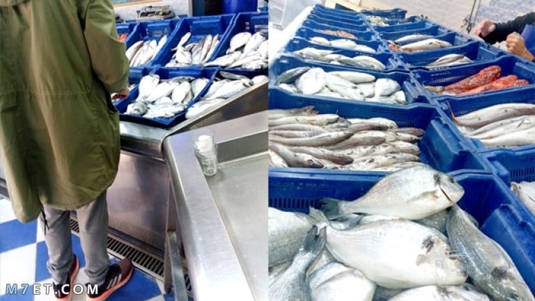 اماكن بيع السمك بالجملة في مصر