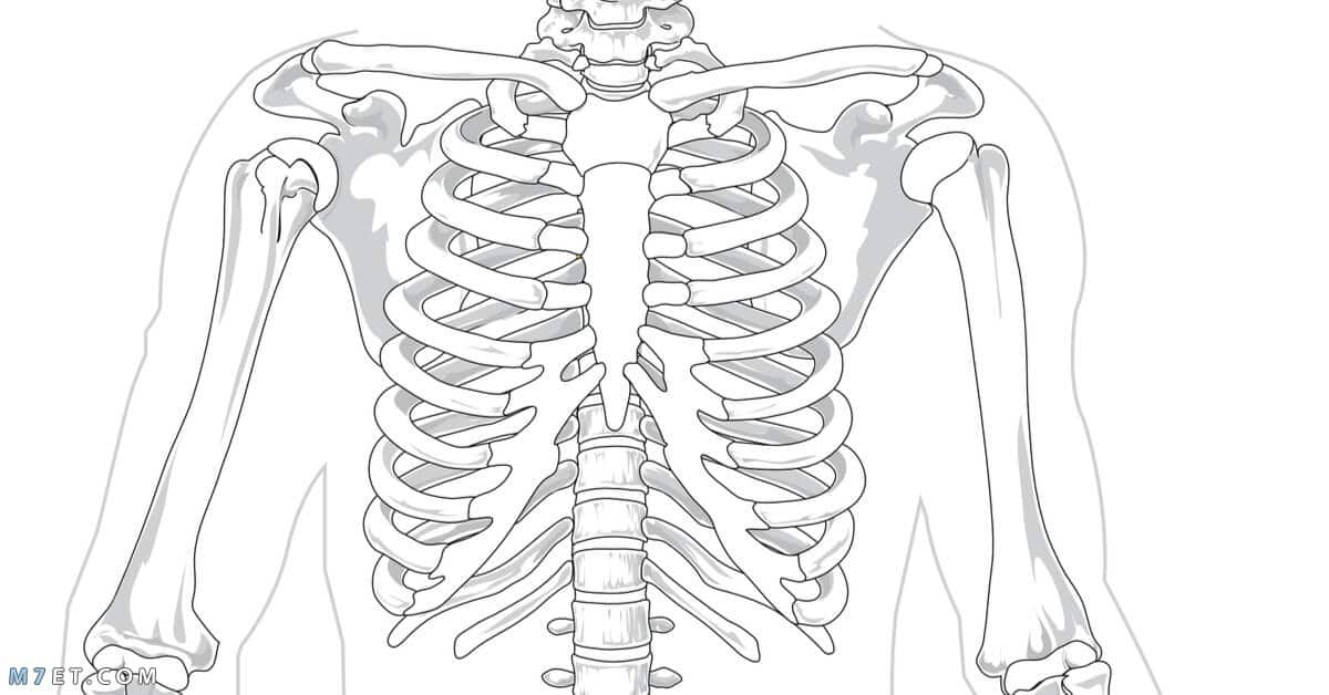 عدد عظام القفص الصدري