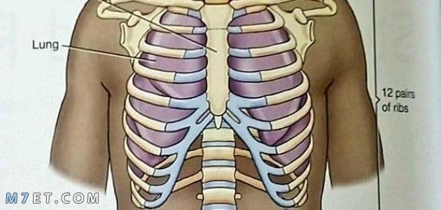 عدد عظام القفص الصدري