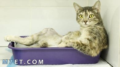 Photo of علاج اسهال القطط