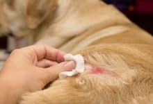 Photo of علاج الجرب عند الكلاب