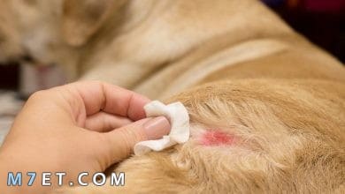 Photo of علاج الجرب عند الكلاب