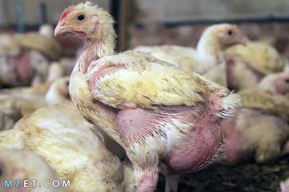 علاج فقدان الشهية عند الدجاج