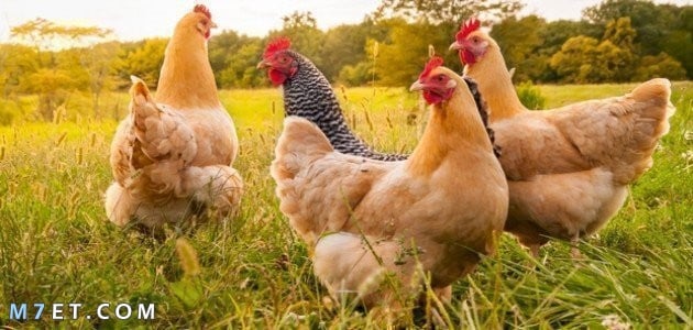 علاج فقدان الشهية عند الدجاج
