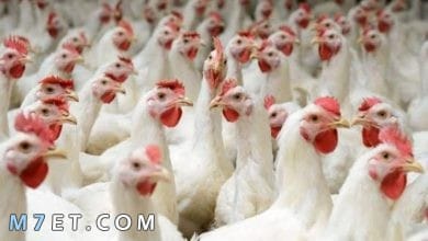 Photo of ما هو علاج فقدان الشهية عند الدجاج