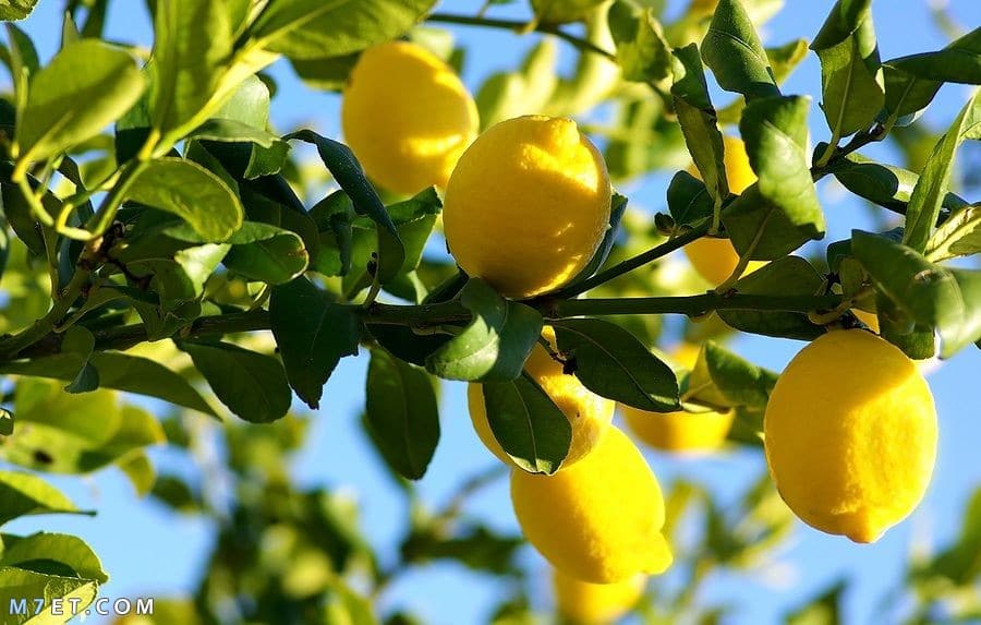 مواعيد زراعة الليمون فى مصر