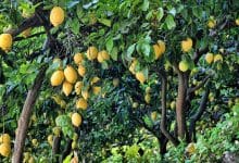 Photo of مواعيد زراعة الليمون فى مصر