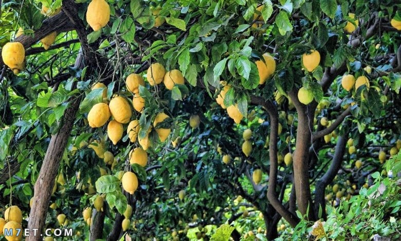 مواعيد زراعة الليمون فى مصر