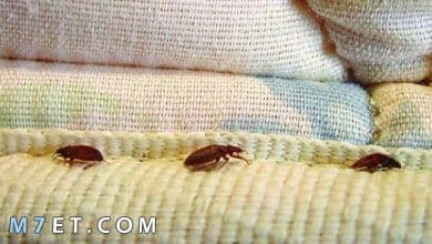 Photo of حشرات المنزل الصغيرة