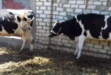 Photo of ما هي أنواع البقر في مصر