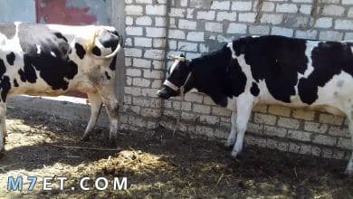 Photo of ما هي أنواع البقر في مصر