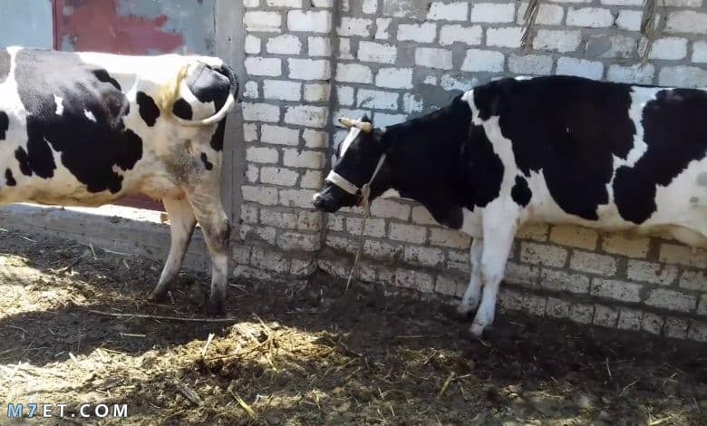 أنواع البقر في مصر
