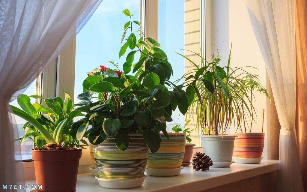 نباتات منزلية سريعة النمو