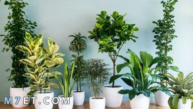 Photo of نباتات منزلية سريعة النمو