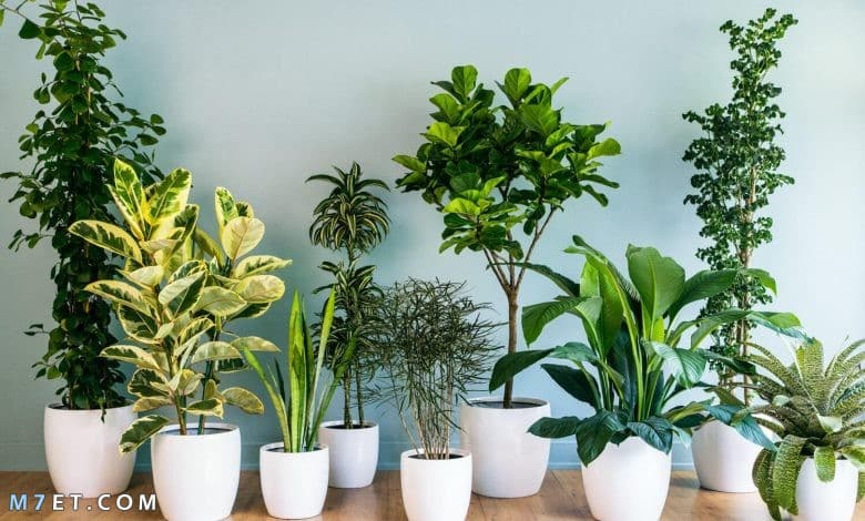نباتات منزلية سريعة النمو